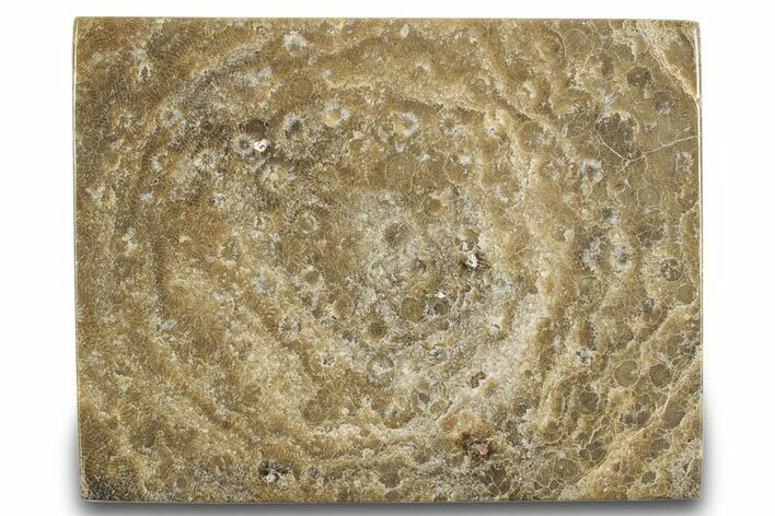 Polished Fossil Rugose Coral Slab - Morocco #276083